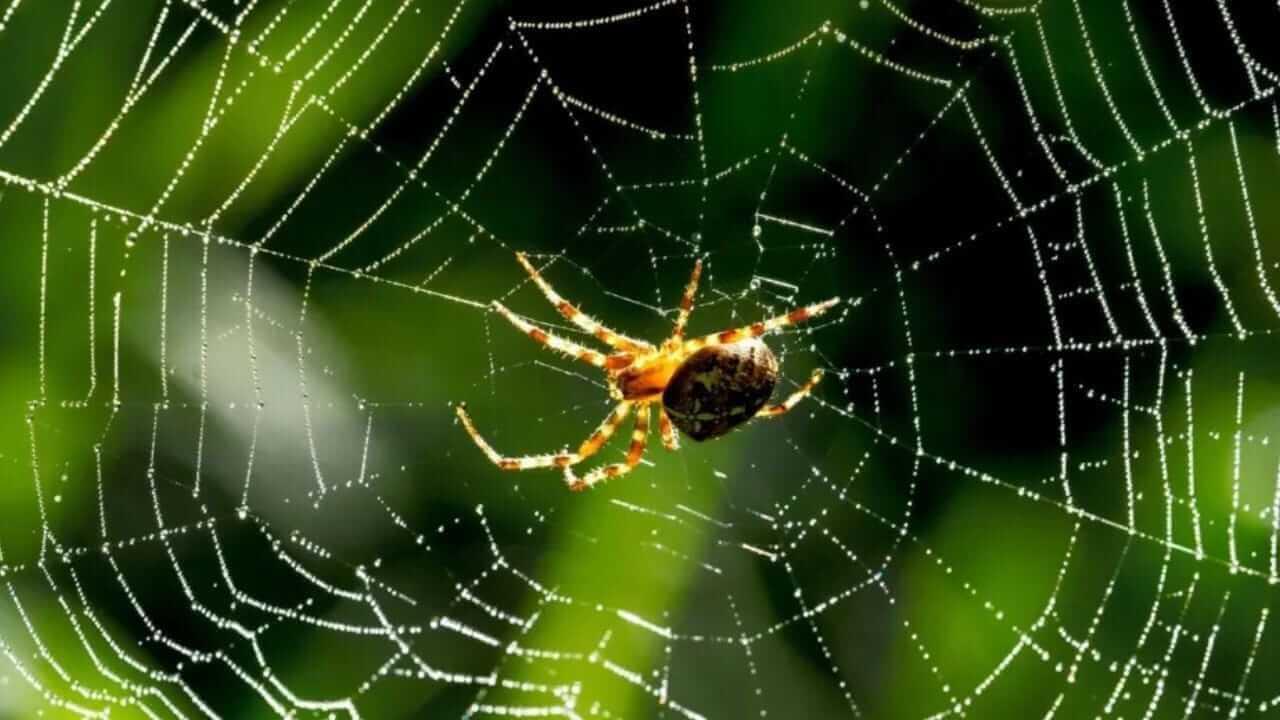 Vastu Tips : घरात कोळ्याचं जाळं असणं शुभ की अशुभ? काय सांगत शास्त्र…