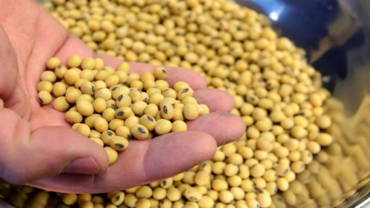 Soybean Procurement : सोयाबीन उत्पादकांनो, जिल्हानिहाय हेक्टरी मर्यादा जाहीर; वाचा सविस्तर
