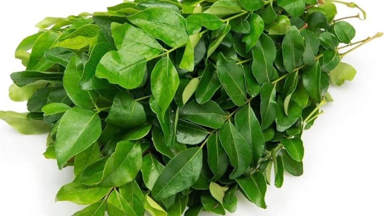 डायबिटीसमध्ये रोज चावून खा कढीपत्ता, शुगर कंट्रोल होण्यापासून मिळतील अनेक फायदे