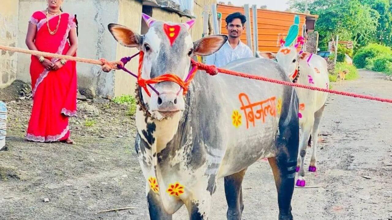 मालकाला लखपती बनविणाऱ्या ‘बिजल्या’ बैलाची राज्यभर चर्चा; बिजल्या बैलाबाबत थक्क करणाऱ्या गोष्टी…