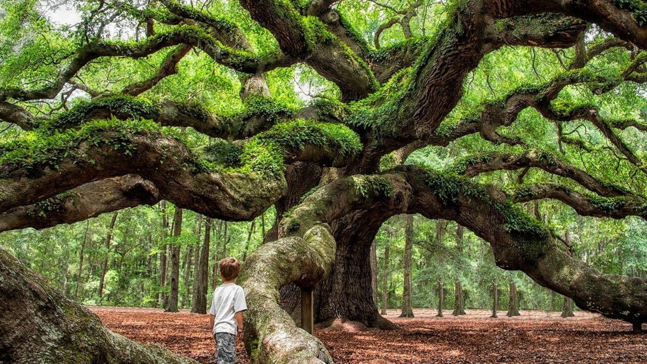 रोज सकाळी या 5 झाडांचे दर्शन घ्या; सगळी दुःख नष्ट होतील