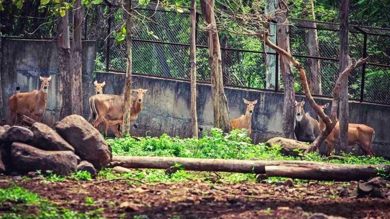 Zoo In Jat : पश्चिम महाराष्ट्रातील या तालुक्यात उभारण्यात येणार भव्य प्राणी संग्रहालय; 100 एकर जमीन, 400 प्रकाराचे प्राणी