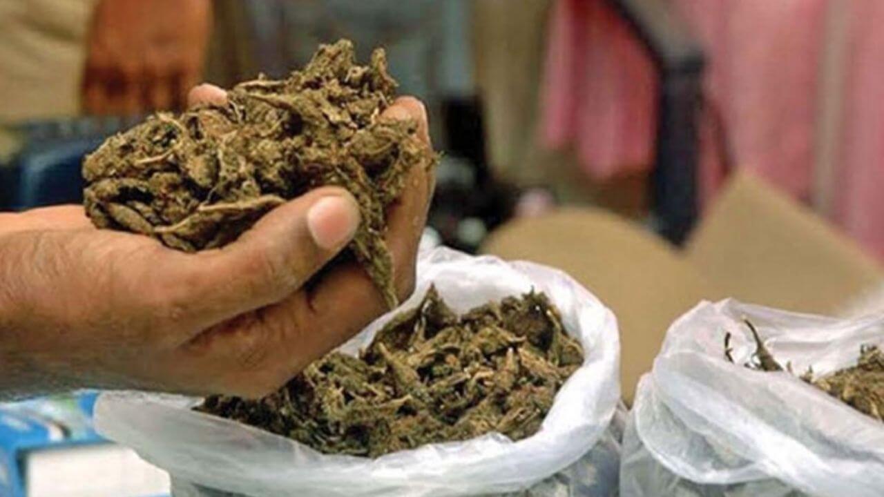 Crime News: मुंबई विमानतळावर 32 कोटींचा हायड्रोपोनिक गांजा जप्त; 8 प्रवासी अटकेत