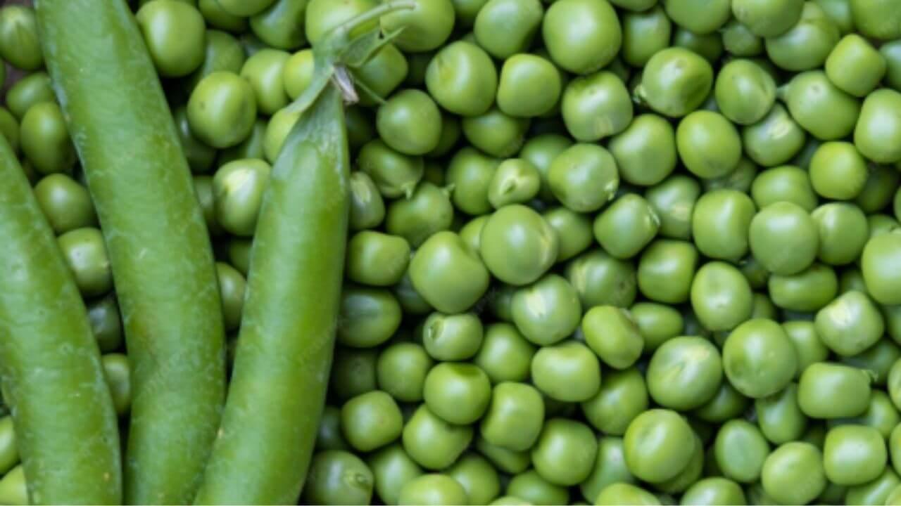 हिवाळ्यात हिरवे वाटणे खाण्याचे ‘हे’ आहेत ५ जबरदस्त फायदे, जाणून व्हाल थक्क