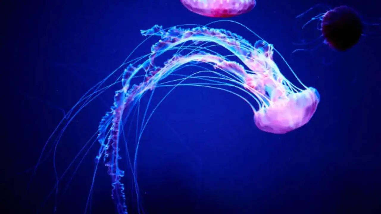 डायनासोरच्या आधीपासून अस्तित्वात असलेले आणि अजूनही पृथ्वीवर अस्तित्वात असलेले प्राणी, पाहा