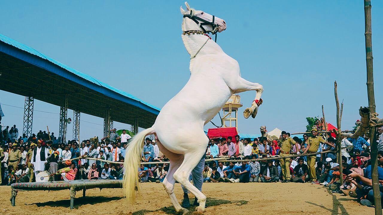 सारंगखेड्यात घोड्यांचा भव्य बाजार; तब्बल 4.24 कोटींची ऐतिहासिक उलाढाल!