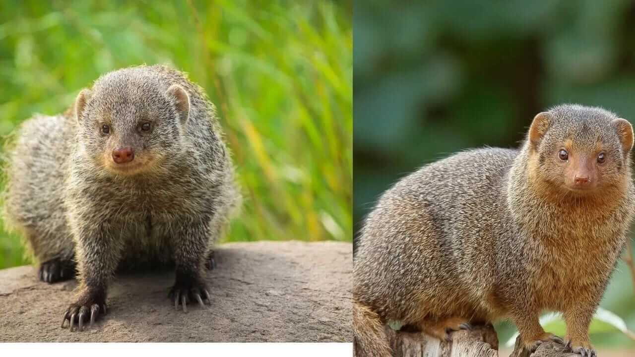 Astro Tips : मुंगूस दिसणं शुभ की अशुभ? जाणून घ्या..