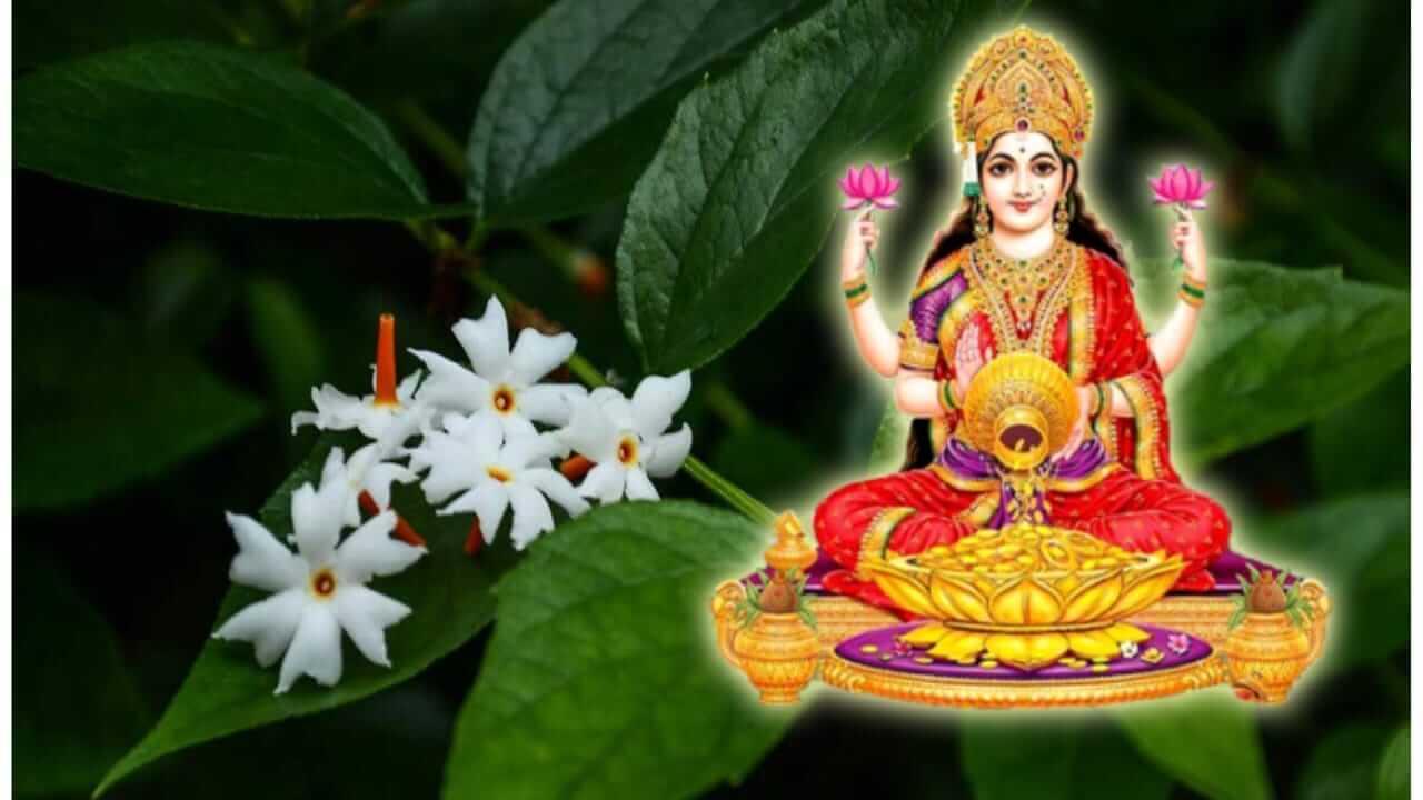 Vastu Tips : घरी लावा पारिजातकाचे रोप, घरी नांदेल सुख समृद्धी..