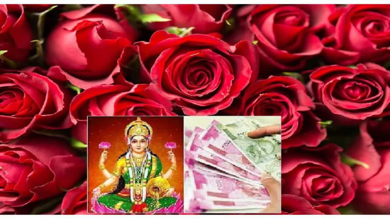 Vastu Tips : लक्ष्मीप्राप्तीसाठी करा गुलाबाचे ‘हे’ सोपे उपाय, देवी लक्ष्मीचा मिळेल आशीर्वाद
