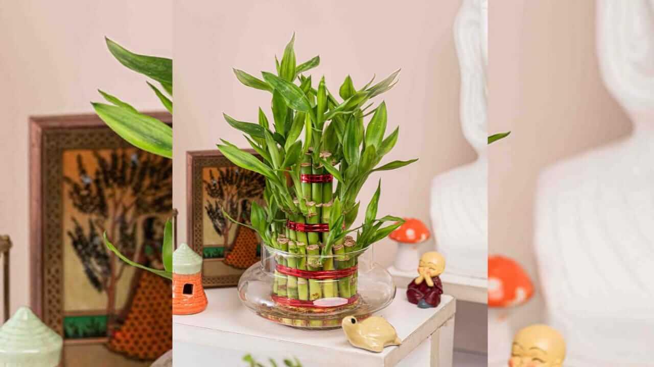 Vastu Tips : घरात बांबूचं रोप ‘या’ दिशेला लावा; आर्थिक समस्या होतील दूर..