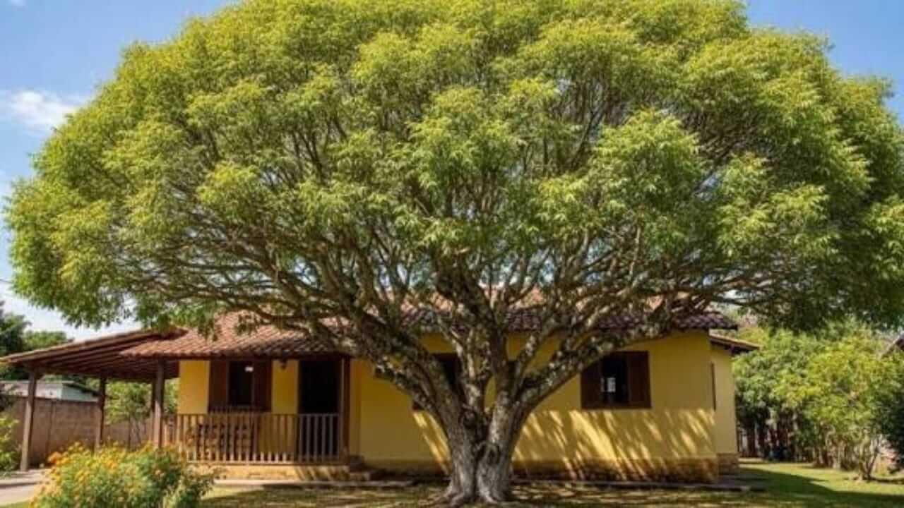 Vastu Tips : घरात कडुलिंबाचे झाड लावणे शुभ असते की अशुभ? जाणून घ्या..