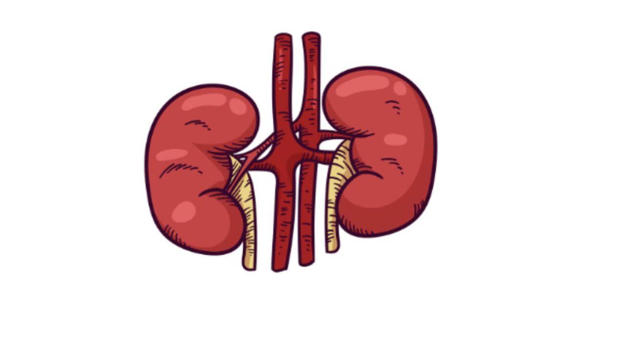 किडनी स्टोनच्या वेदना कमी करण्यासाठी काय करावे? ‘हे’ आहेत सोपे घरगुती उपाय