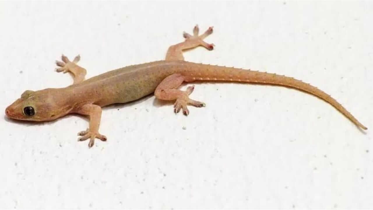 Vastu Shastra : घरात पाल दिसणं शुभ की अशुभ? काय सांगत वास्तुशास्त्र..