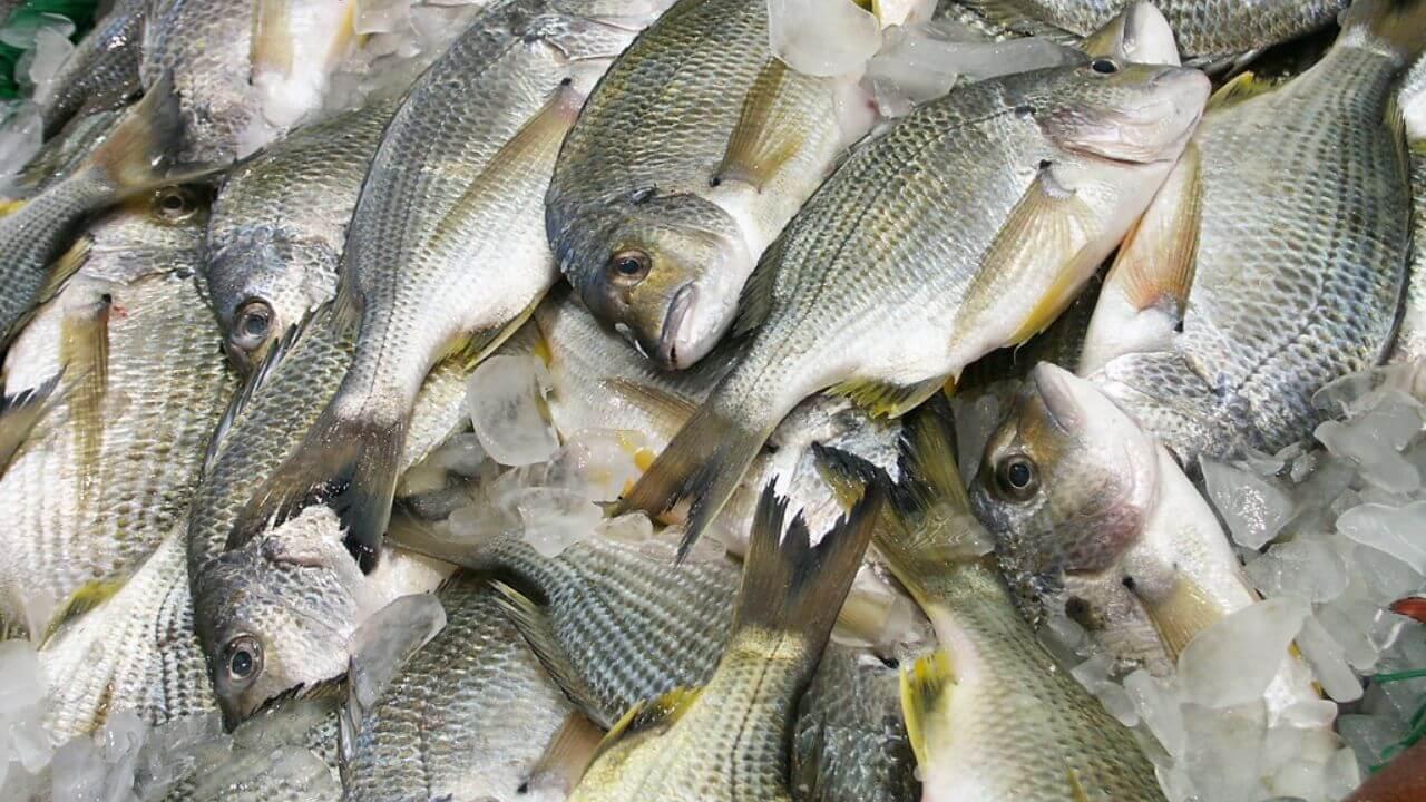 गारठा वाढल्याने माशांचे दर कडाडले; वातावरणातील बदलामुळे माशांची उपलब्धता कमी