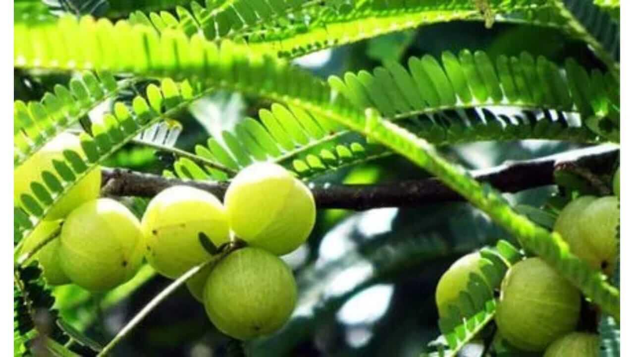 Vastu Tips : ‘आवळ्याच्या झाडात’ असतो भगवान विष्णूचा वास, घरात लावणं शुभदायक