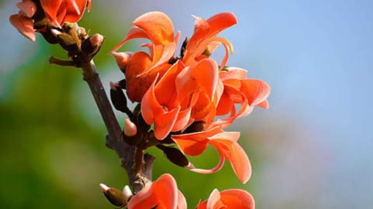 Vastu Tips : घरामध्ये ठेवा पळसाच्या झाडाचं फूल, आर्थिक समस्या होईल दूर…