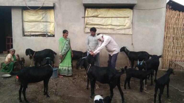 कर्ज म्हणून शेळी मिळते महाराष्ट्राच्या एका बँकेत, बदल्यात एक करडू करावं लागतं परत, महिलांसाठी रोजगार