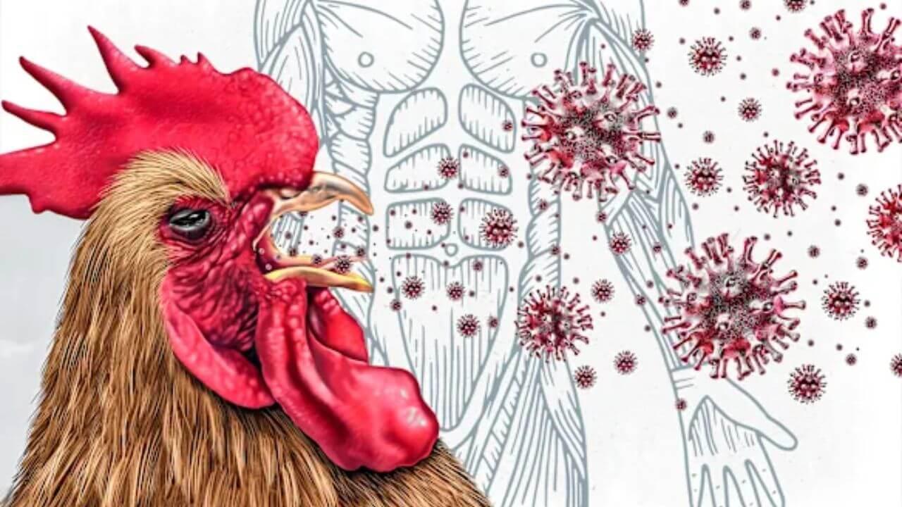 सावधान! भारतातील ‘या’ राज्यात बर्ड फ्लूचा शिरकाव; मानवला धोका किती ?