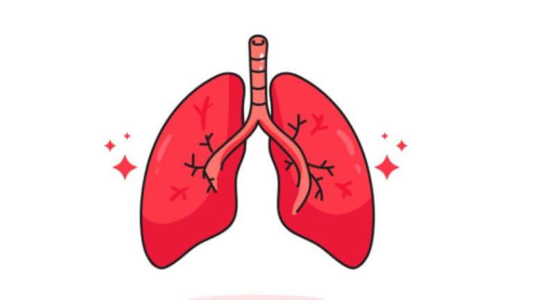 फुफ्फुसांसाठी सुपरफूड आहेत ‘हे’ ४ पदार्थ, दररोज खाल्ल्यास मिळेल फायदा