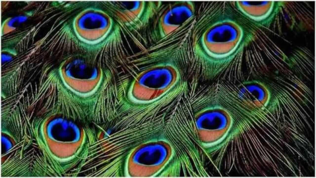 Vastu Tips : मोर पंखाचे ‘हे’ उपाय, नात्यात आणतील गोडवा…