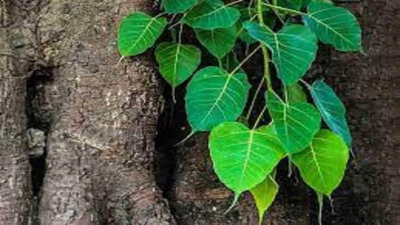 Vastu Tips : घरावर उगवलेलं पिंपळाचं झाडं तोडावं का? वाचा काय सांगत शास्त्र