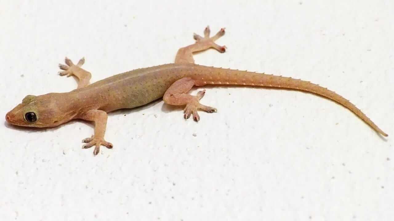 Vastu Tips : दोन पाली एकत्र दिसणं शुभ आहे की अशुभ ? जाणून घ्या…