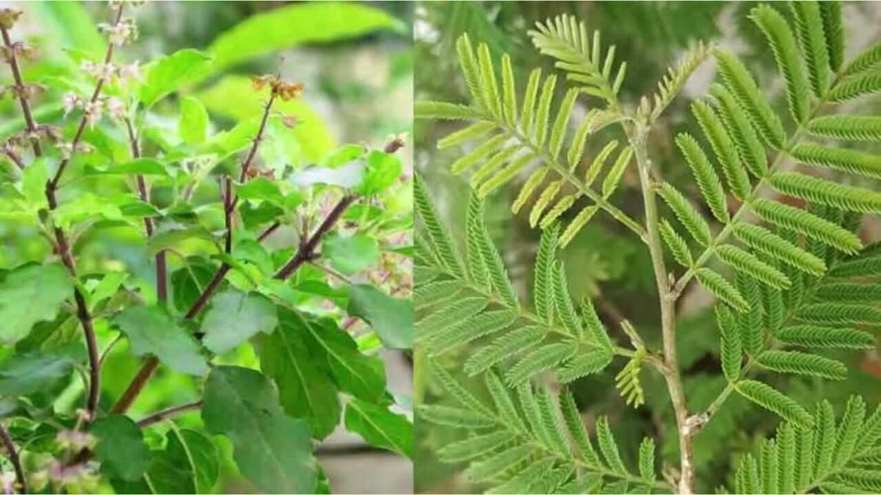 Vastu Shastra : तुळस आणि शमीचे रोप एकत्र लावावे का? जाणून घ्या…