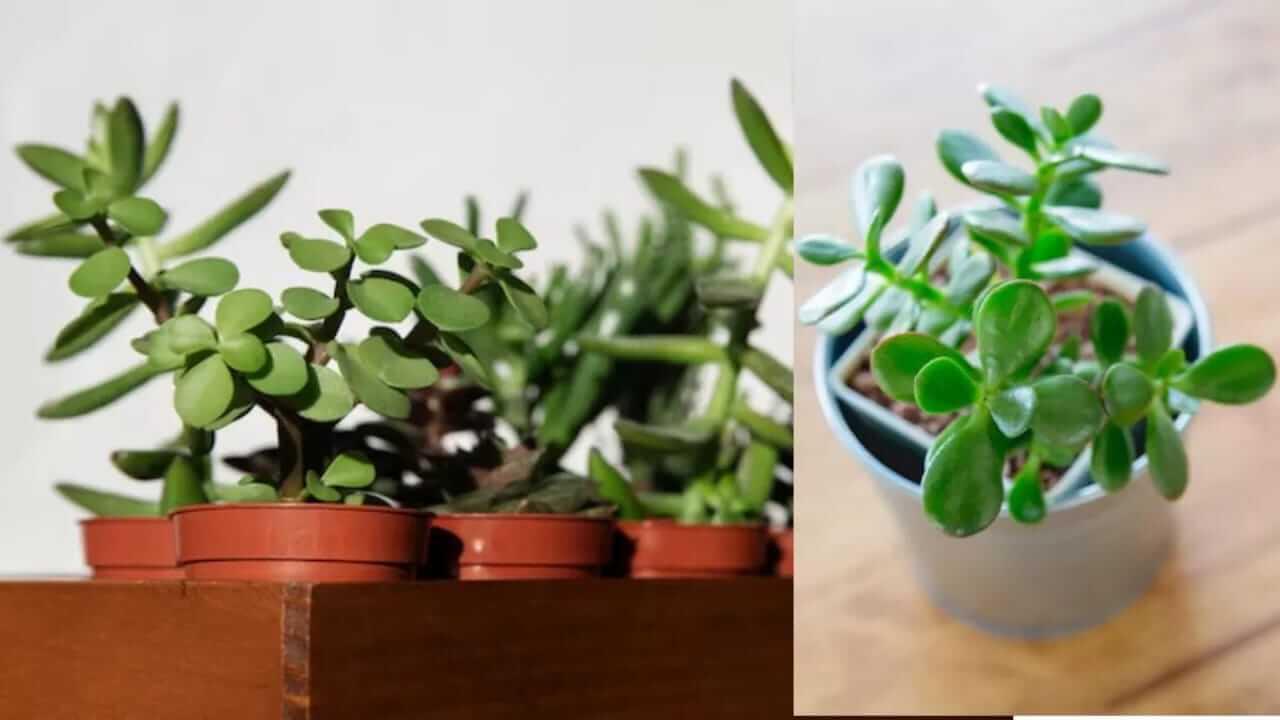 Vastu Shastra : घरामध्ये लावा मोहिनीचे रोप नकारात्मकता होईल दूर…