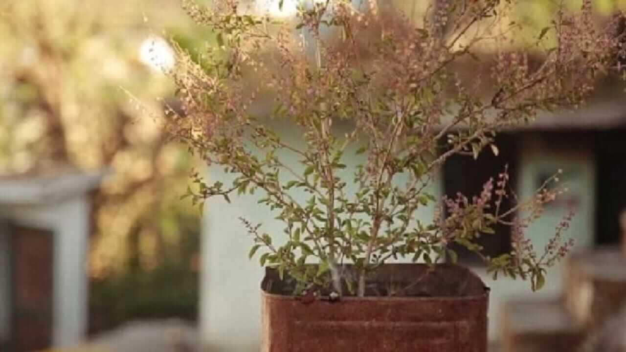 Vastu Shastra : सुकलेली तुळस देते ‘या’ संकटांचे संकेत, जाणून घ्या…