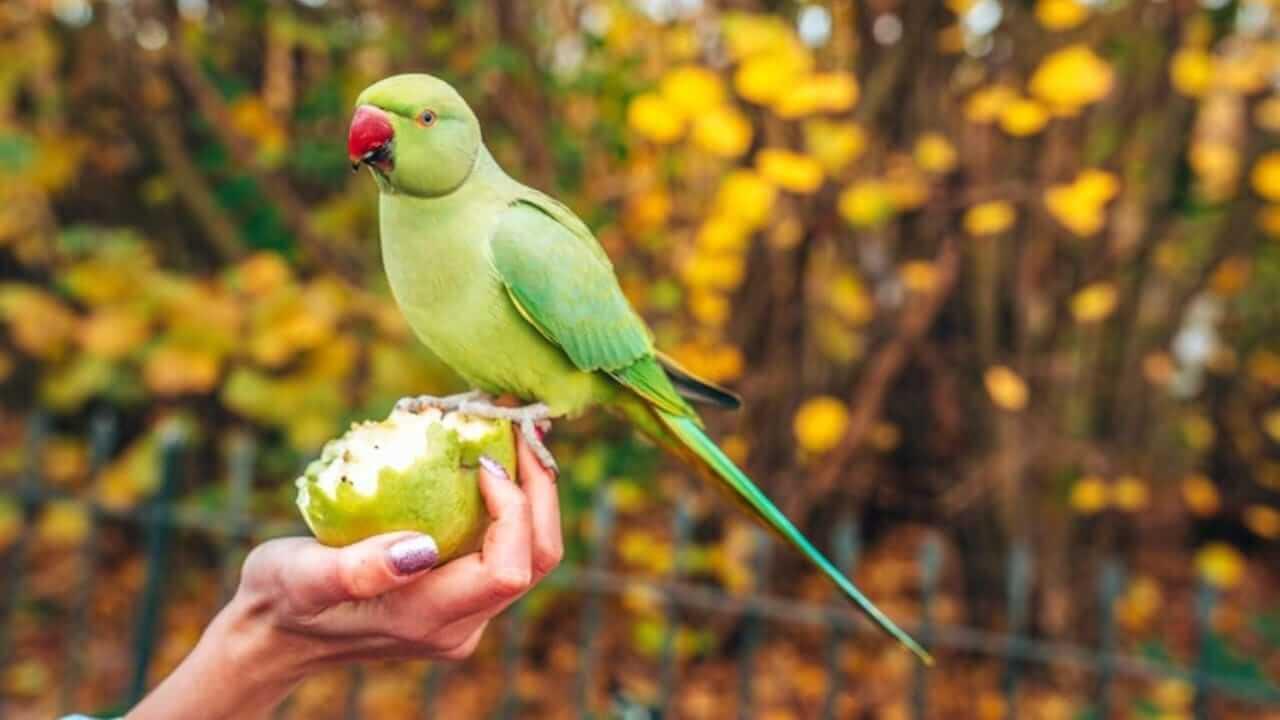 Vastu Tips : वास्तुशास्त्रानुसार घरात लावा पोपटाचा फोटो, सर्व संकटं होतील दूर…