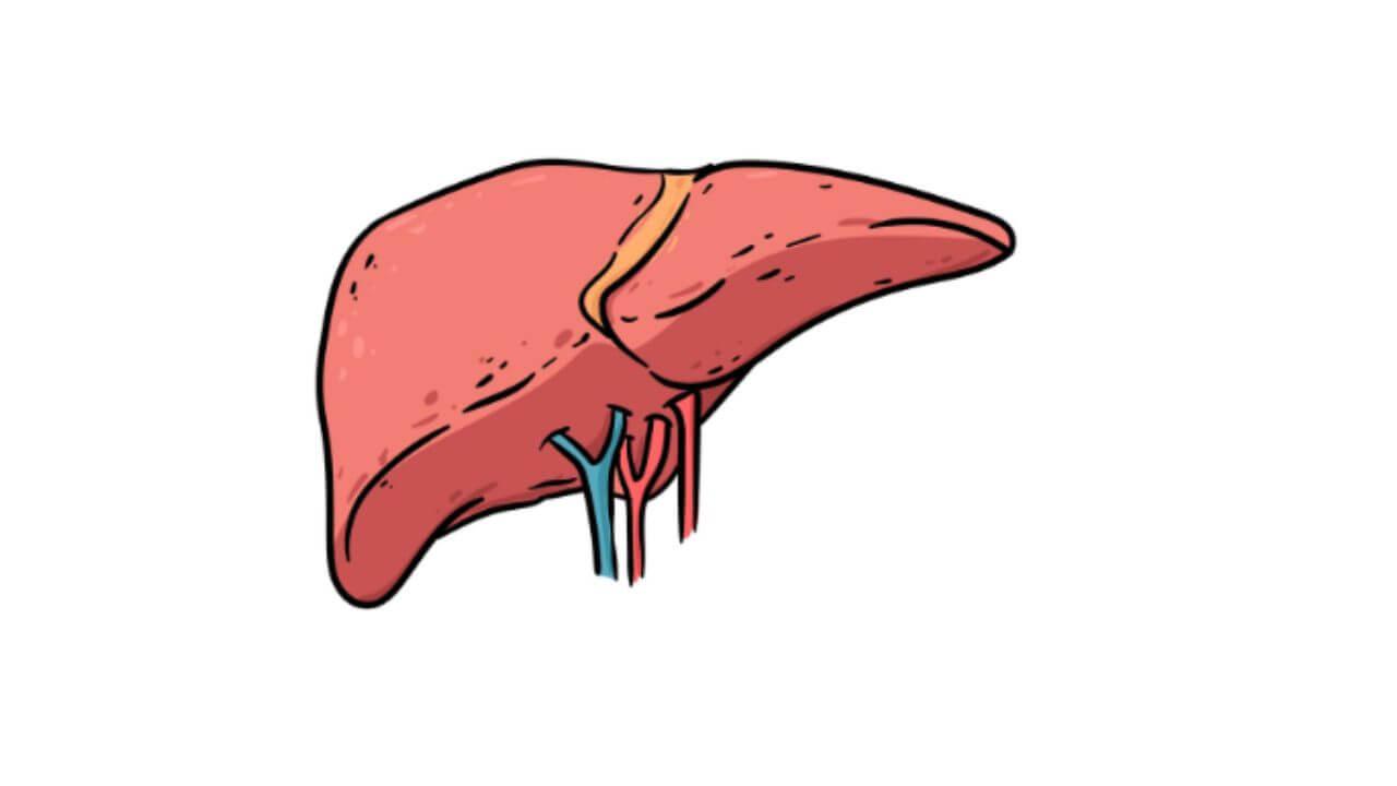 दररोज सकाळी प्या ‘हे’ ड्रिंक, नैसर्गिकरित्या वितळेल लिव्हरवर जमा झालेली चरबी