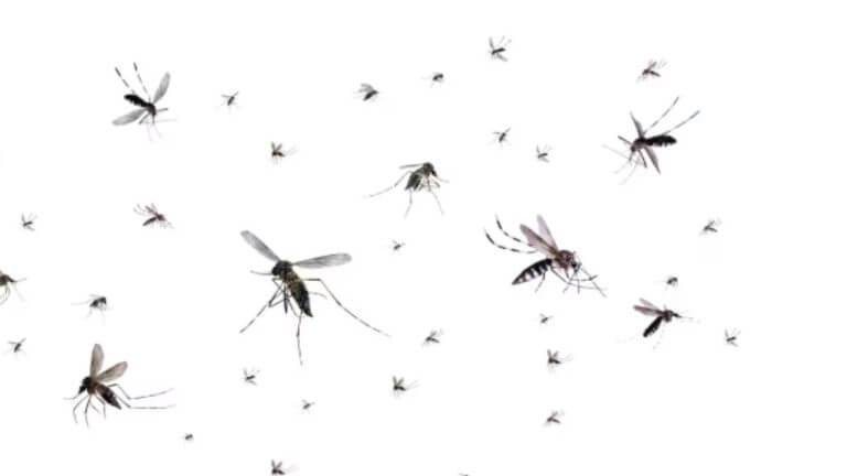 डासांना पळवून लावण्यात फायदेशीर आहे लिंबू, पण कसं वापरायचं जाणून घ्या