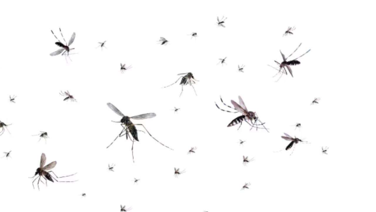 डासांना पळवून लावण्यात फायदेशीर आहे लिंबू, पण कसं वापरायचं जाणून घ्या