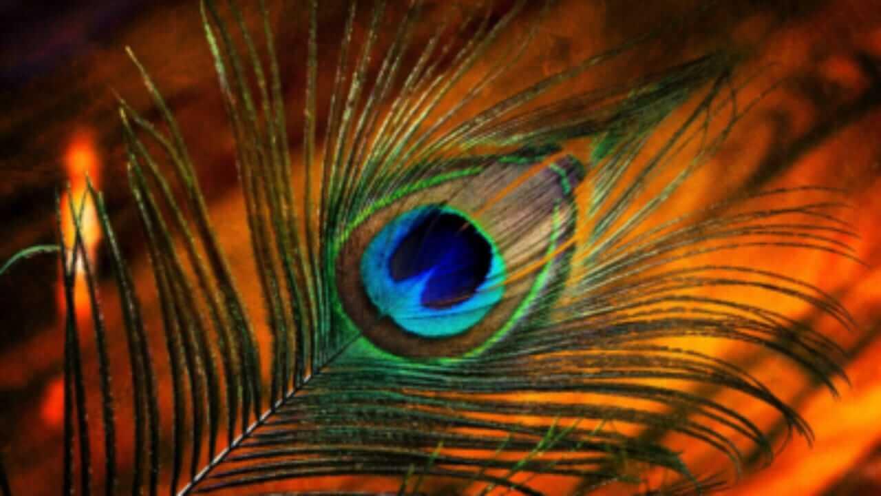 Vastu Shastra : मोरपंख भेट दिल्याने होतो धनलाभ? जाणून घ्या काय सांगते वास्तुशास्त्र…