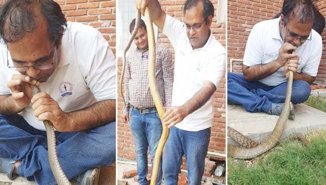 आयकर अधिकारी ने ऐसे बचाई मुसीबत में फंसे सांप की जान
