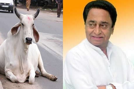 देश में गाय पर हो रही राजनीति के बीच कमलनाथ ने दिया बड़ा बयान