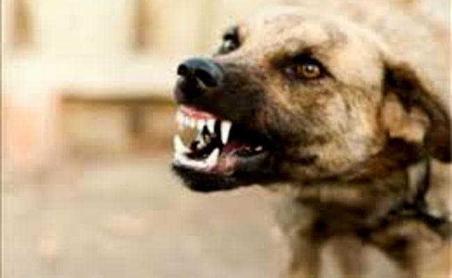 प्रदेश में बढ़ता कुत्तो का आतंक, अब यहां नवजात को मुहं में दबोचा