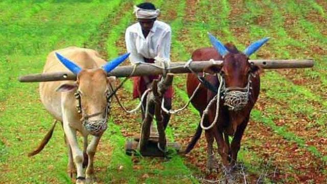 इस साल 119.18 लाख हेक्टेयर क्षेत्र में होगी रबी फसलों की बोवनी