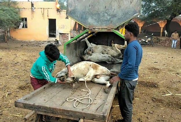 Mp के राजगढ़ में फिर 7 गायों ने दम तोड़ा,  3 महीनों में 400 से अधिक की हो चुकी है मौत