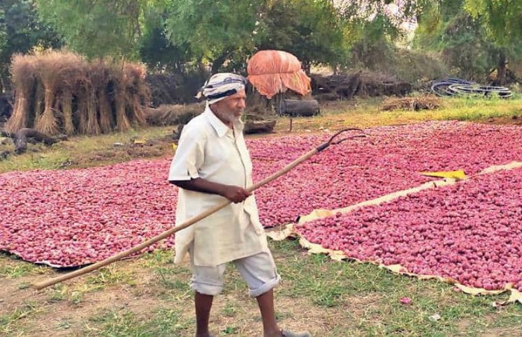 MP में खेतों से चोरी होने लगी प्याज, किसान दिन रात कर रहे चौकीदारी