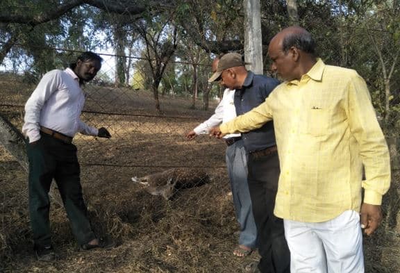 जंगल से भटक कर आए हिरण का श्वान ने किया शिकार, घंटो बाद भी नही आई वन विभाग की टीम