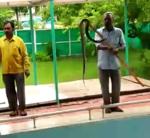 नागपंचमी में स्विमिंग पूल में स्नान करते दिखे नागराज, देखें वीडियो