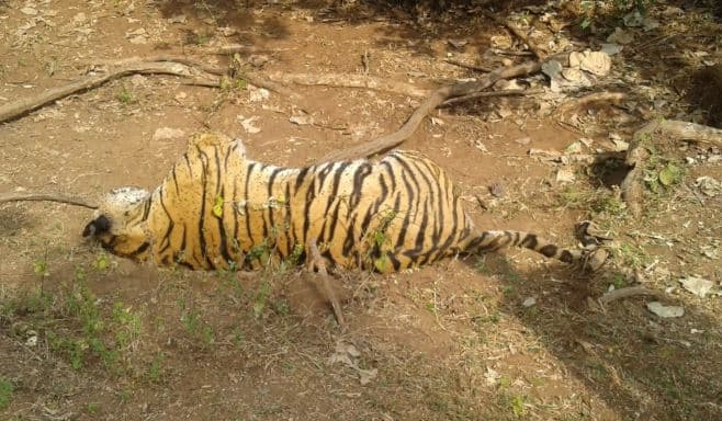 रातापानी अभयारण्य में बाघ की संदिग्ध मौत, दोनों पंजे कटे मिले