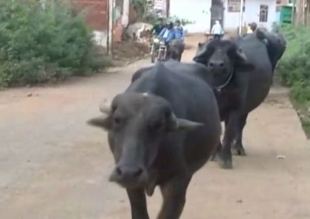 भैंस डेयरियाँ ग्वाला नगर भेजने की प्रशासन की कवायद को झटका, विधायक ने किया विरोध