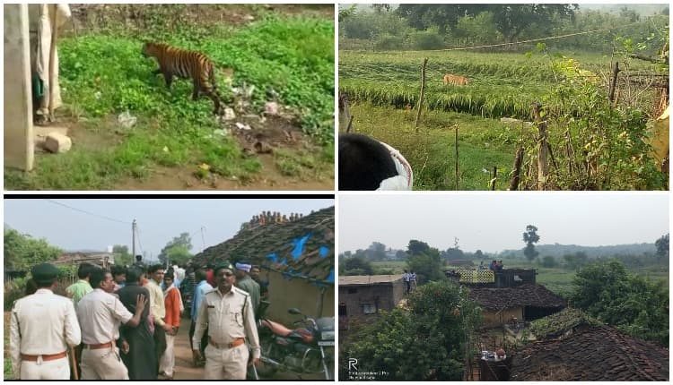 बाघ की दहशत से जान बचाने छतों पर चढ़े लोग, 8 घंटे की मशक्कत के बाद पकड़ाया