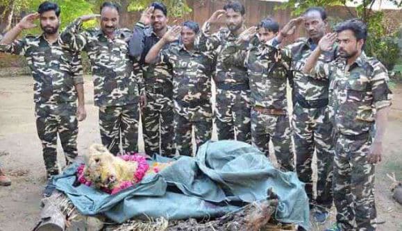 अब नहीं दहाड़ेगी ‘रानी’, प्रदेश की सबसे उम्रदराज शेरनी की मौत