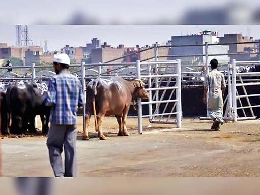 खबर का असर: नई व्यवस्था तक पुराने स्थान पर होगी स्लाटरिंग