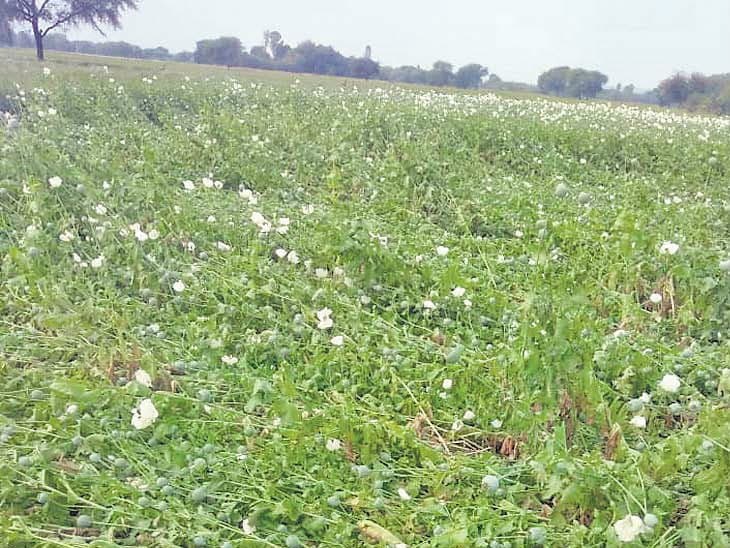 मप्र के इन जिलों में आफत बनकर बरसे ओले, बारिश की चेतावनी