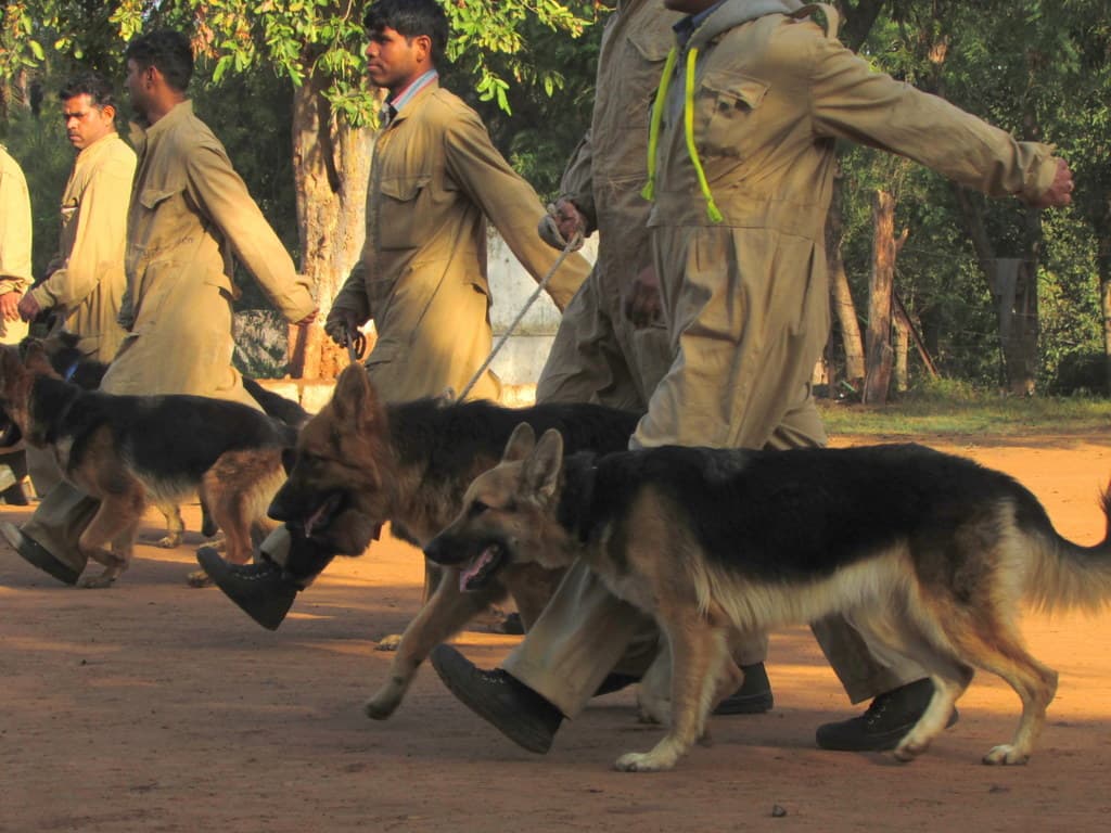 मप्र पुलिस में फेरबदल, 46 डॉग्स व हैंडलर इधर से उधर