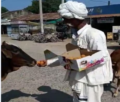 आखिर क्यों ये शख्स मवेशियों को खिला रहा है लड्डू…